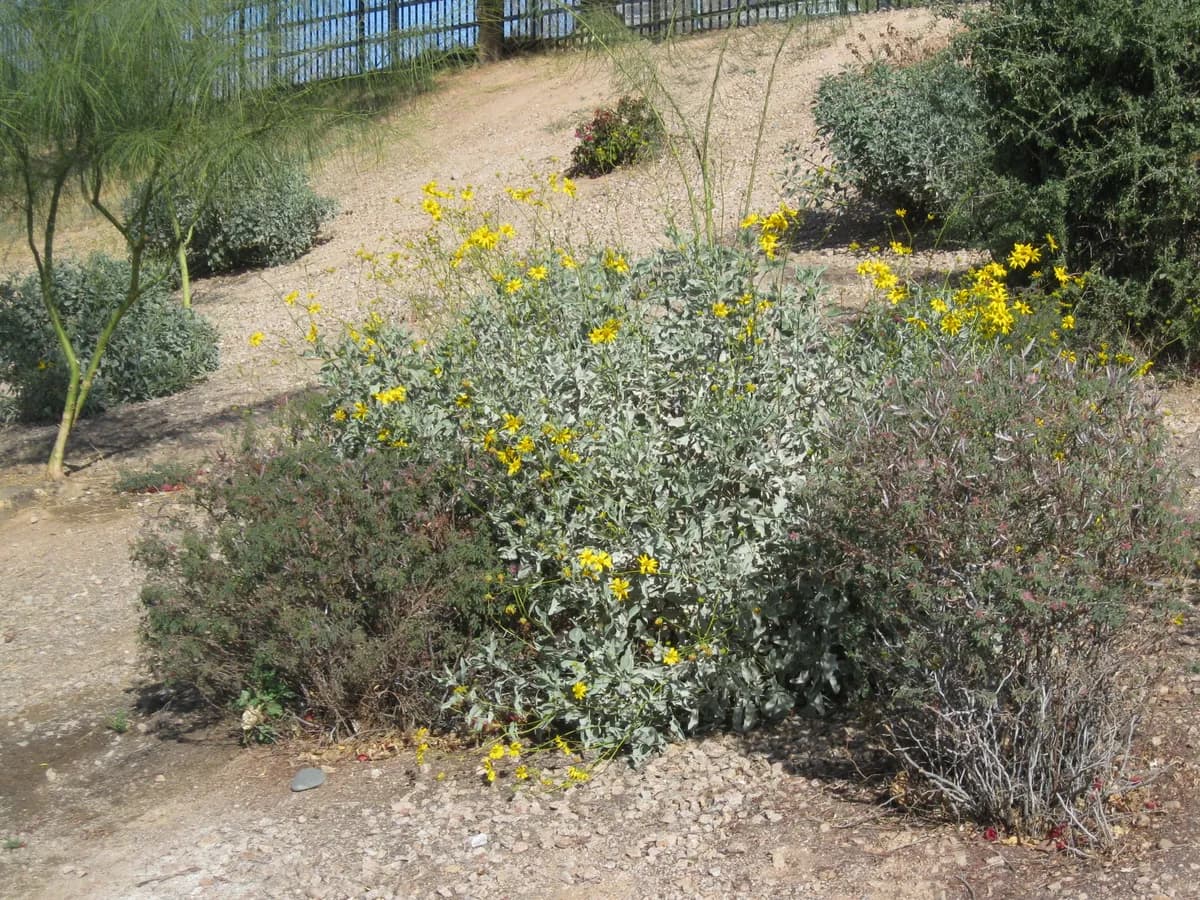 Tempe Beach Park