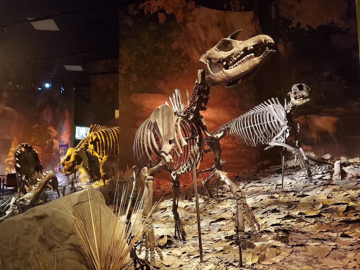 Gray Fossil Site