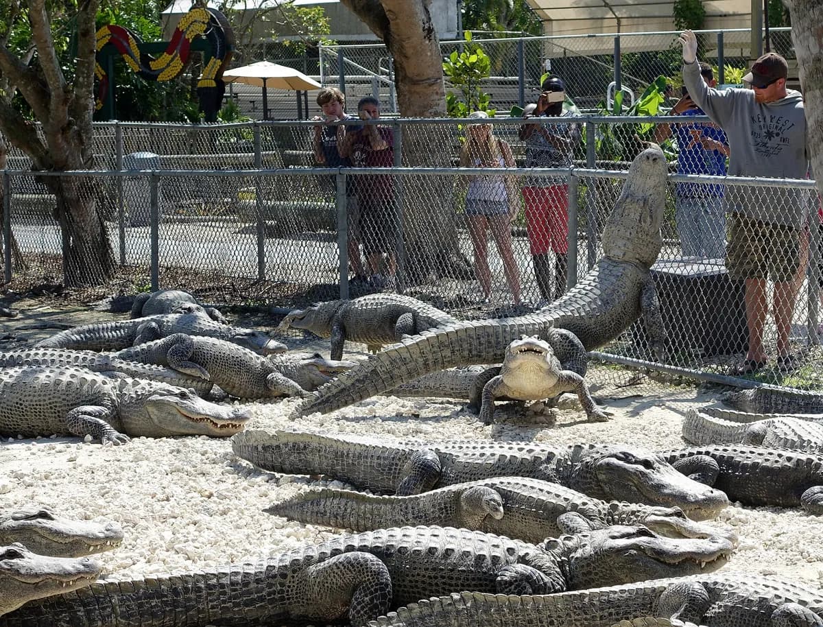 Everglades Alligator Farm