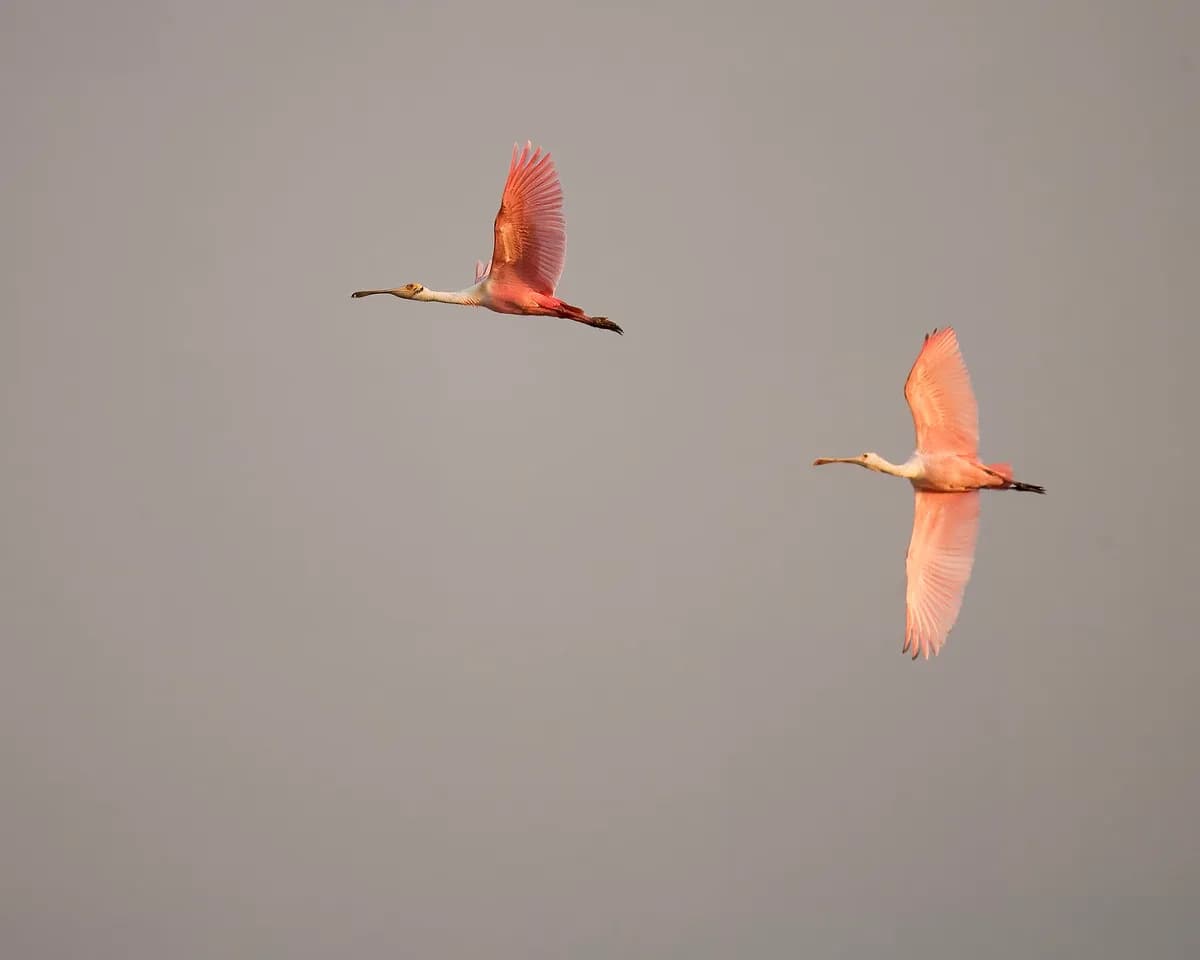 Orlando Wetlands