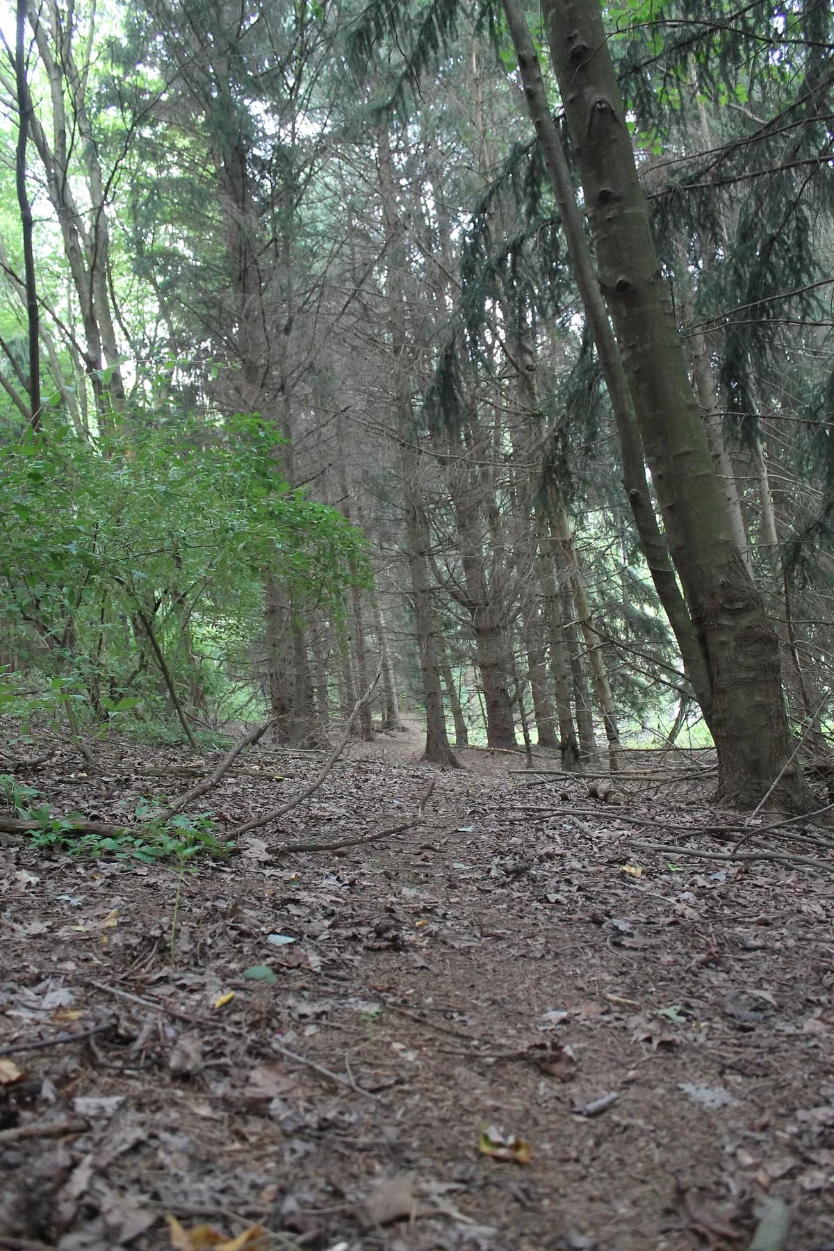 Piney Run Park