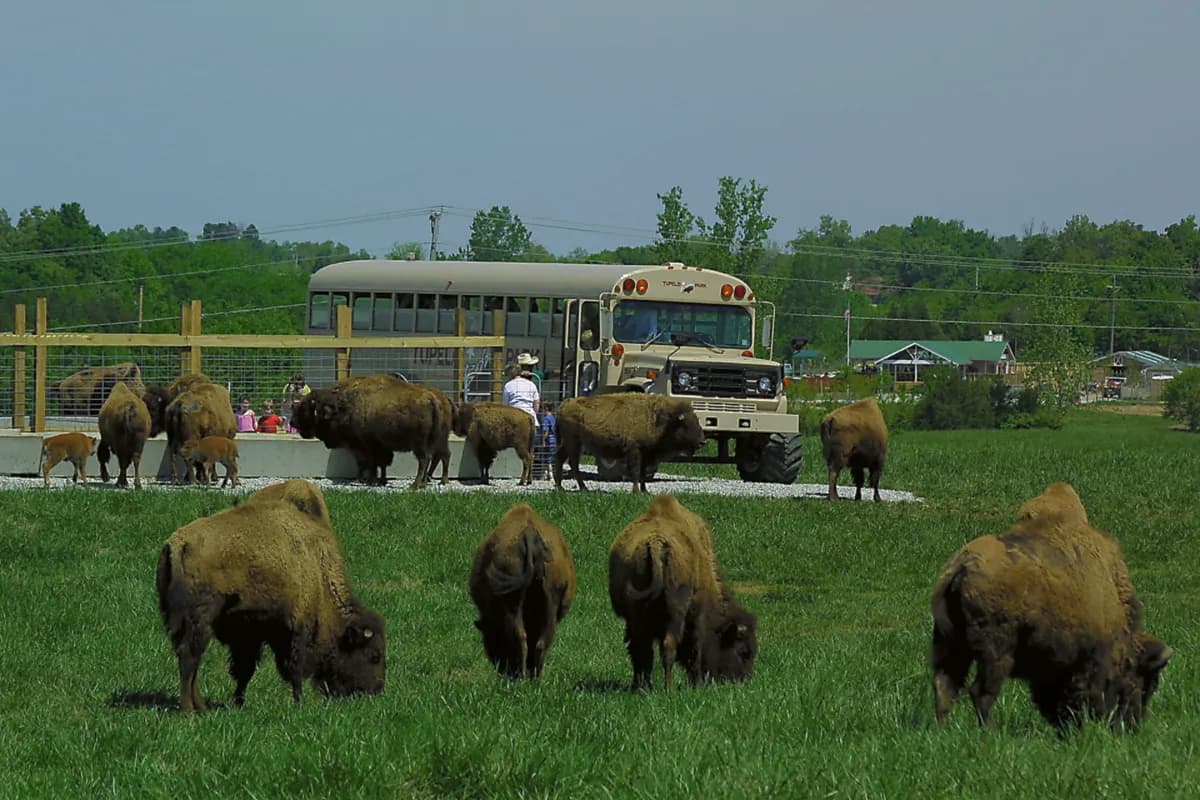 Tupelo Buffalo Park and Zoo
