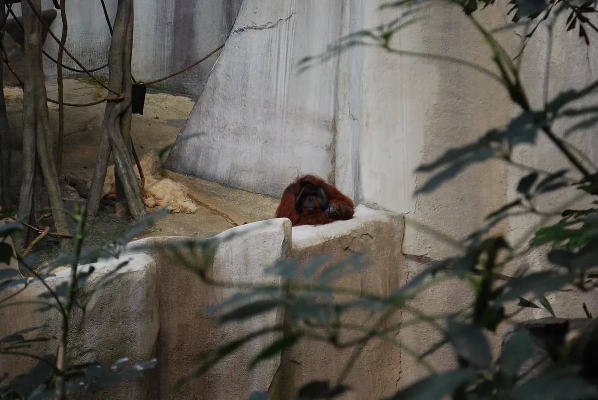 Brookfield Zoo Chicago